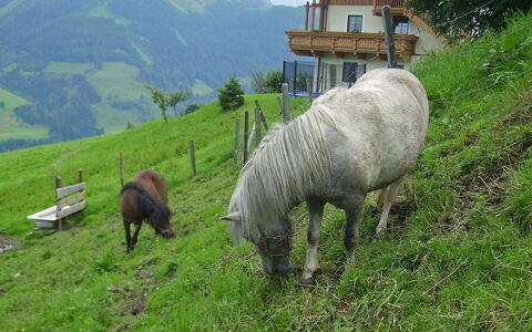Moderegg: Plant, Green, Mountain, Natural Landscape, Grass, Tree, Grassland, Grazing, Groundcover