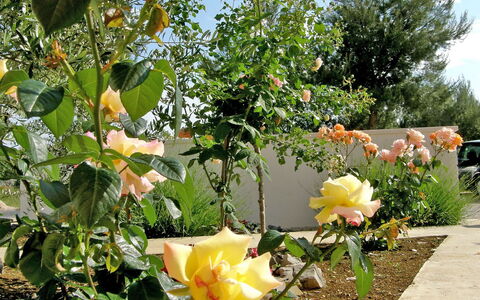 Vodice 401: Flower, Plant, Flowering Plant, Rose Family, Yellow, Botany, Rose, Garden, Spring