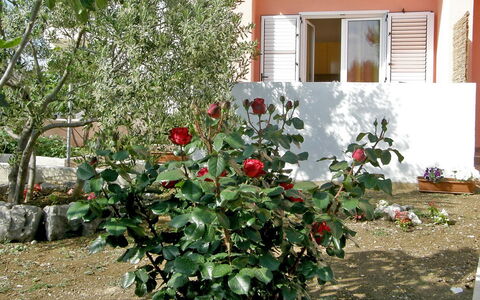 Vodice 401: Flower, Plant, Flowering Plant, Tree, Shrub