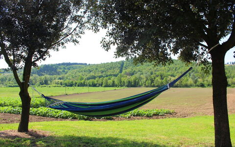 Villa Alabastro: Plant, Sky, Tree, Shade, Land Lot, Natural Landscape, Highland, Wood, Grass