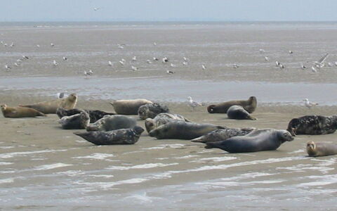 Wieringen 100: Sea, Wildlife