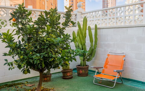 Rinconada Real: Plant, Flowerpot, Green, Houseplant, Grass, Outdoor Furniture, Building, Tree, Shrub, Wood