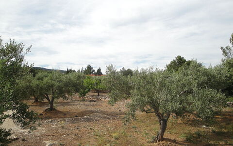 El Rinconcito: Vegetation, Shrubland, Tree, Plant Community, Natural Environment, Natural Landscape, Land Lot, Wilderness, Soil, Chaparral