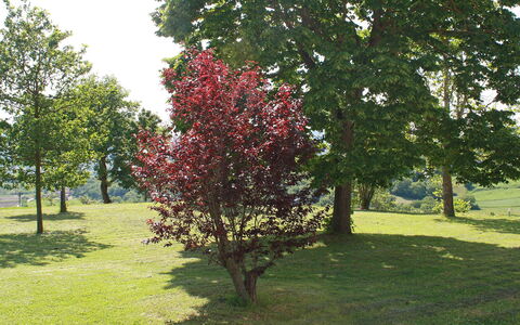 Montebello: Tree, Plant, Woody Plant, Flower, Spring, Grass, Leaf, Botany, Park, Flowering Plant