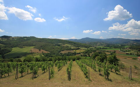 Montebello: Sky, Highland, Hill, Mountainous Landforms, Hill Station, Cloud, Wilderness, Vineyard, Mountain, Rural Area