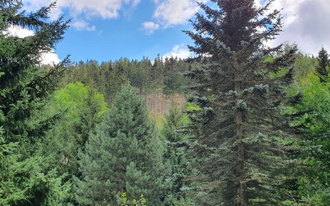 Karpacz Kowary: Cloud, Sky, Plant, Larch, Natural Landscape, Tree, Terrestrial Plant, Evergreen, Landscape, Trunk