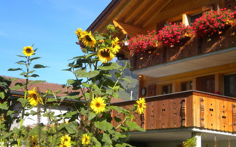Ufem Stutz: Flower, Sky, Plant, Building, Window, Yellow, House, Woody Plant, Facade, Flowering Plant