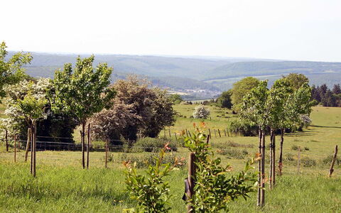 Gîte Rural Mamijana: Natural Landscape, Vegetation, Natural Environment, Land Lot, Tree, Pasture, Rural Area, Field, Meadow, Plant Community