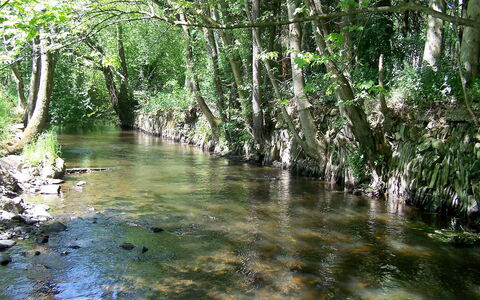 Vielsalm: Body Of Water, Nature, Natural Landscape, Natural Environment, Riparian Forest, Tree, Nature Reserve, Riparian Zone, Water, Watercourse