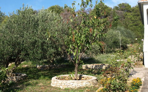 Agneza: Tree, Plant, Woody Plant, Flower, Garden, Botany, Shrub, Grass, Land Lot, Landscape