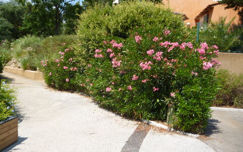 Grimaud 119: Plant, Flower, Plant Community, Flowerpot, Tree, Grass, Road Surface, Petal, Shrub, Groundcover