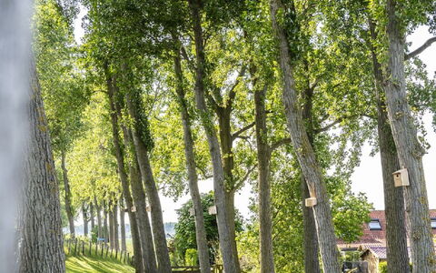 Polderzicht: Plant, Green, Leaf, Natural Landscape, Tree, Shade, Branch, Wood, Trunk