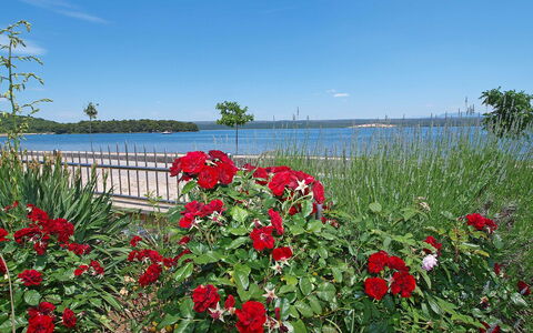 Raslina 100: Flower, Sky, Water, Plant, Cloud, Natural Landscape, Petal, Lake, Grass, Flowering Plant