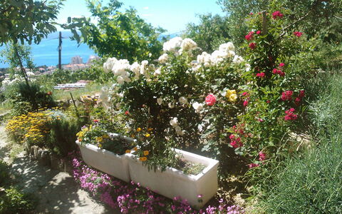 Makarska 592: Flower, Plant, Sky, Botany, Petal, Shrub, Groundcover, Tree, Rose, Grass