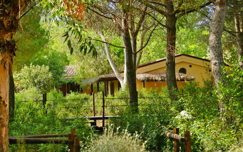 Castiglione della Pescaia 130: Plant, Plant Community, Building, Tree, Leaf, Window, Natural Landscape, Wood, Vegetation, Land Lot