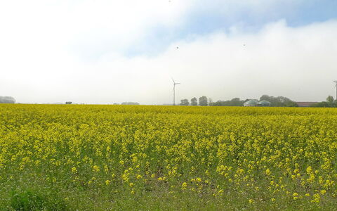 Norderney: Field, Sky, Grassland, Yellow, Natural Environment, Meadow, Natural Landscape, Prairie, Plant