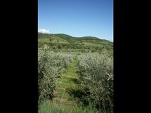 Le Pianacce