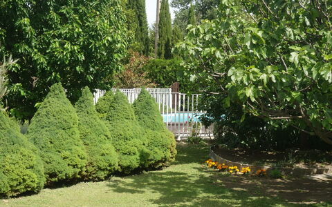 Haider: Plant, Leaf, Botany, Natural Landscape, Tree, Vegetation, Land Lot, Grass, Evergreen, Hedge