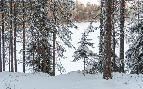 Viipusjärvi 11: Snow, Branch, Tree, Winter, Natural Environment, Wood, Forest, Wilderness, Freezing