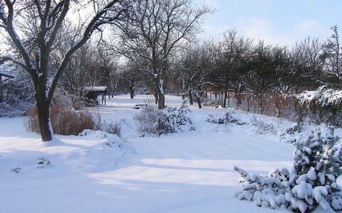 Pękowice: Snow, Winter, Tree, Freezing, Sky, Natural Landscape, Frost, Branch, Home, Blizzard
