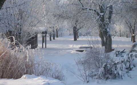 Pękowice: Snow, Winter, Tree, Freezing, Frost, Natural Landscape, Ice, Branch, Water, Woody Plant