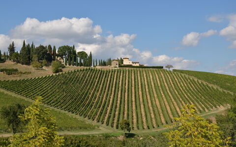 Tenuta: Vineyard, Field, Agriculture, Plantation, Land Lot, Rural Area, Sky, Landscape, Hill, Farm