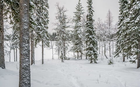 Seitsemän Savua 6: Wood, Cottage, Log Cabin, Forest, Shed, Garden Buildings, Larch, Woodland, Wood Stain