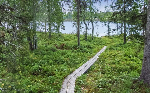 Seitsemän Savua 6: Wood, Cottage, Log Cabin, Forest, Shed, Garden Buildings, Larch, Woodland, Wood Stain