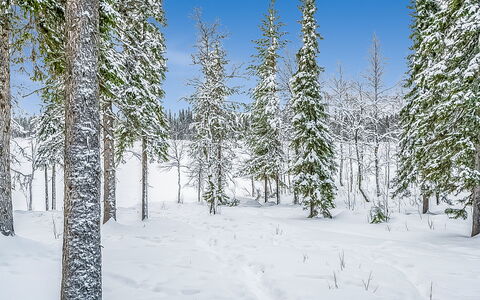 Seitsemän Savua 3: Snow, Branch, Natural Environment, Winter, Forest, Wilderness, Freezing, Trunk, Larch