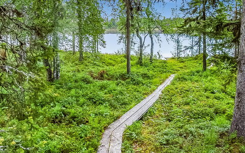 Seitsemän Savua 3: Green, Natural Environment, Vegetation, Natural Landscape, Plant Community, Forest, Wilderness, Groundcover, Nature Reserve