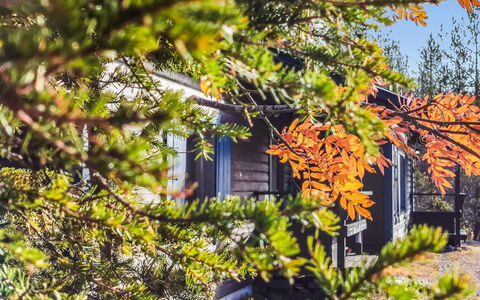 Salakolo 2: Leaf, Branch, Nature, Twig, Trunk, Sunlight, Woodland, Larch