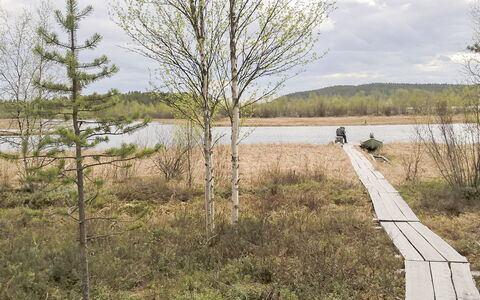 Hoviranta: Tree, Natural Environment, Natural Landscape, Wilderness, Plant Community, Bank, Nature Reserve, Marsh