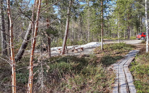 Hoviranta: Tree, Natural Environment, Wood, Forest, Trail, Wilderness, Plant Community, Woodland, Trunk