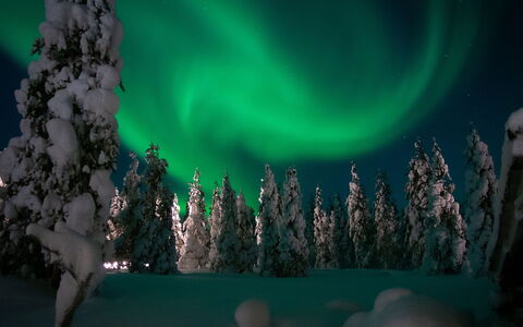 Villemi: Winter, Night, Forest, Snow, Freezing, Larch, Evergreen