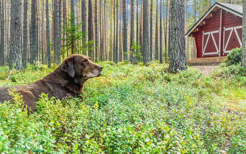 Piilola: Wood, Snow, Winter, Cottage, Freezing, Home, Log Cabin, Larch, Siding