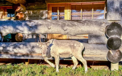 Riekonkätkä: Wood, Cottage, Log Cabin, Forest, Shed, Garden Buildings, Larch, Woodland, Wood Stain