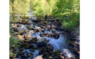 Lohikärki