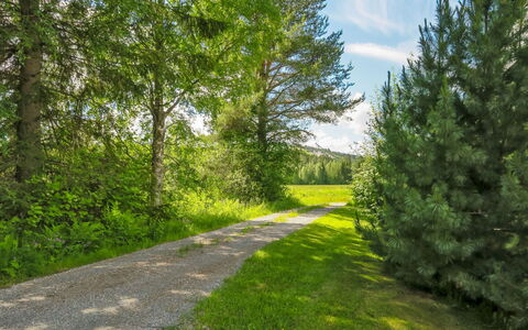 Suvela: Green, Leaf, Tree, Grass, Nature, Natural Environment, Natural Landscape, Vegetation, Branch