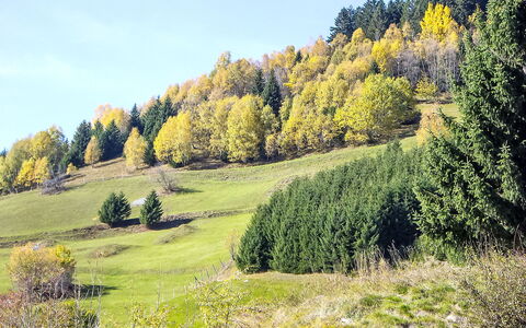 Encarden Apt. 3.1: Tree, Green, Leaf, Natural Environment, Grass, Natural Landscape, Vegetation, Grassland, Landscape, Forest