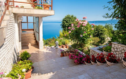 Josip: Plant, Flower, Sky, Property, Building, Flowerpot, Blue, Houseplant, Architecture, Water