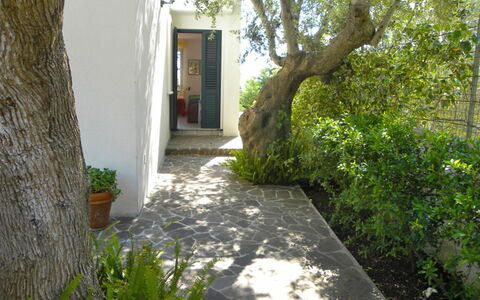 Castro 550: Property, Tree, House, Walkway, Real Estate, Botany, Grass, Home, Building, Yard