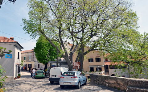 Kristijan: Residential Area, Tree, Neighbourhood, Property, Town, Woody Plant, Transport, Plant, Suburb, Vehicle