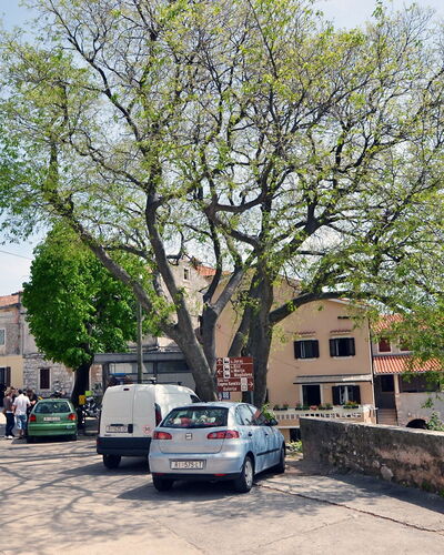 Kristijan