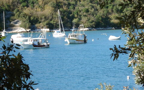 Novi: Body Of Water, Water Transportation, Water, Boat, Vehicle, Lake, Tree, Waterway, Bay, Boating