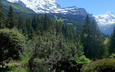 Zwärgli