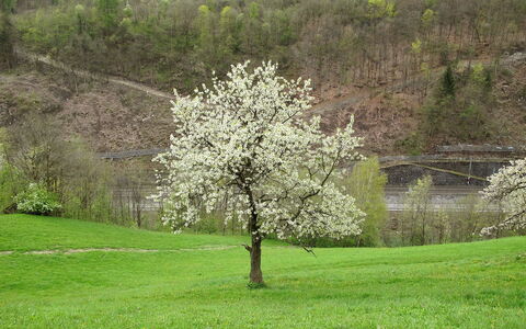 Goldegg 300: Plant, Plant Community, Flower, Natural Landscape, Branch, Vegetation, Tree, Land Lot, Grass, Grassland