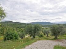 Martino