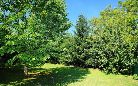 Goliath: Plant, Sky, Natural Landscape, Branch, Tree, Grass, Evergreen, Groundcover, Shade, Tints And Shades