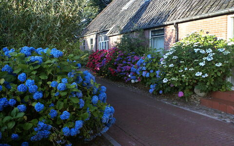 Onder de Eiken: Flower, Plant, Building, Window, House, Vegetation, Natural Landscape, Grass, Biome, Shrub