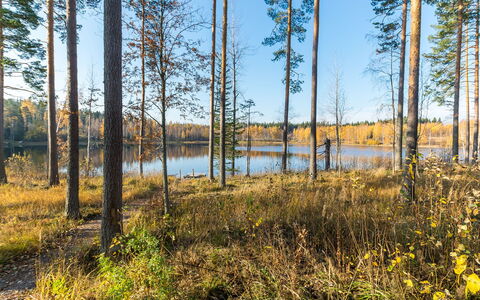 Lokinsiipi: Natural Environment, Tree, Nature, Leaf, Natural Landscape, Forest, Wilderness, Grove, Northern Hardwood Forest, Plant Community